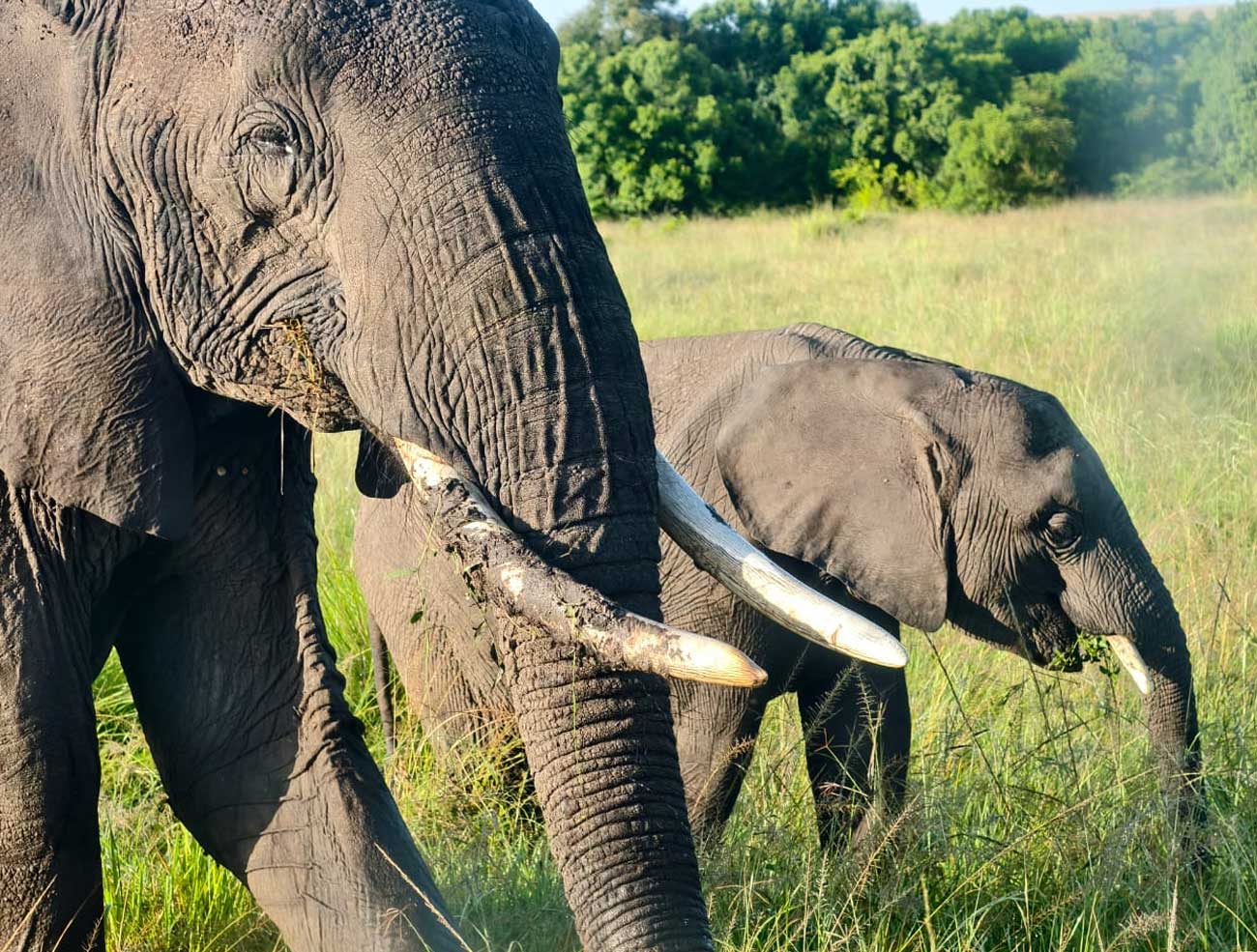 Family luxury safari