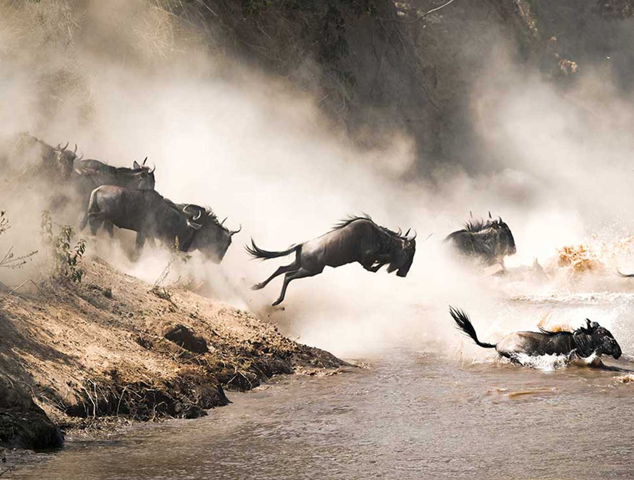 Safaris
